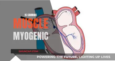 Cardiac Muscle Tissue: Myogenic and Unique