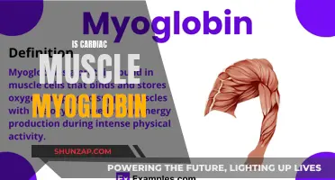 The Cardiac Muscle Mystery: Myoglobin's Role Revealed