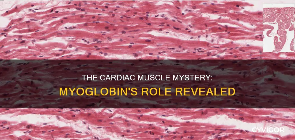 is cardiac muscle myoglobin