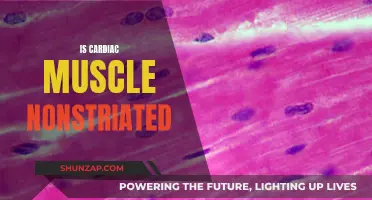 Cardiac Muscle Tissue: Striated or Not?