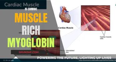 Myoglobin in Cardiac Muscle: Why So Rich?