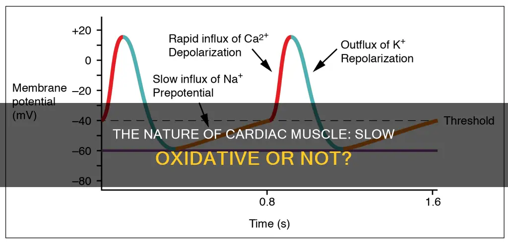 is cardiac muscle slow oxidative
