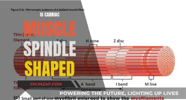 The Unique Shape of Cardiac Muscle Fibers