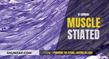 Cardiac Muscle: Striated or Not?