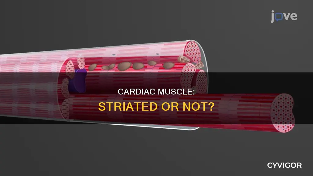 is cardiac muscle stiated