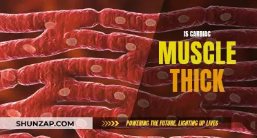 The Thickness of Cardiac Muscle: What's the Verdict?
