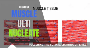 The Intriguing Nature of Cardiac Muscle Cells