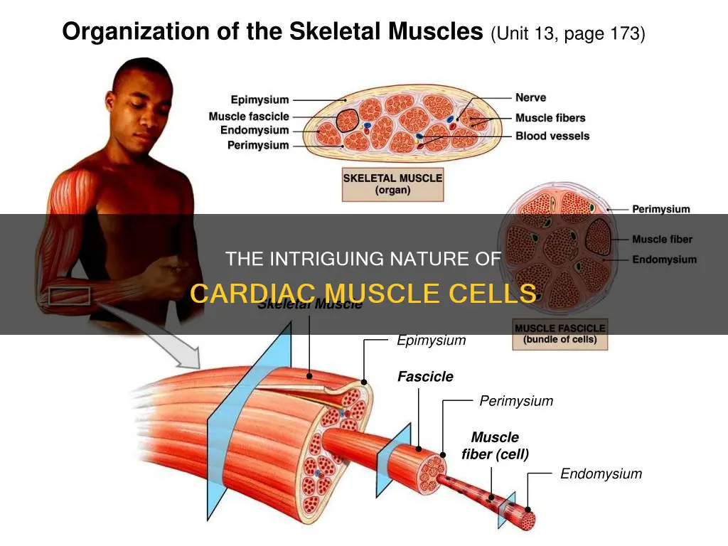 is cardiac muscle ulti nucleate