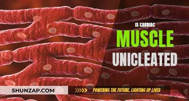 The Unique Structure of Cardiac Muscle Cells