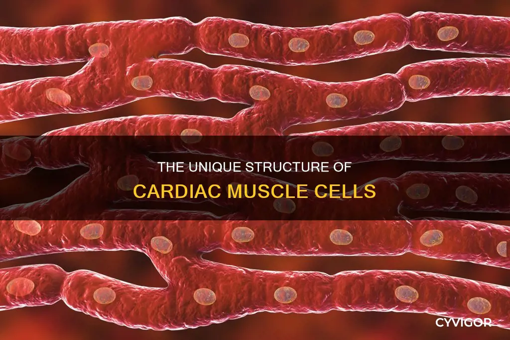 is cardiac muscle unicleated