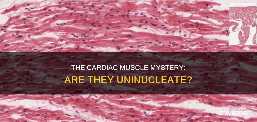 is cardiac muscle uninucleate