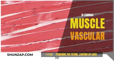 Cardiac Muscle Vascularity: Exploring the Intricacies of Heart Tissue