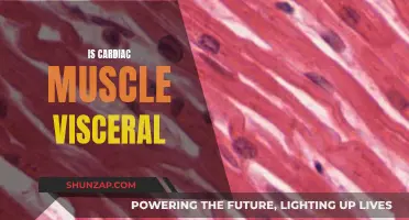 Cardiac Muscle Tissue: Understanding Its Visceral Nature