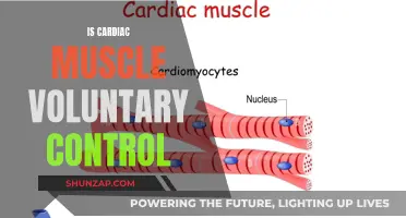 Understanding Cardiac Muscle Voluntary Control