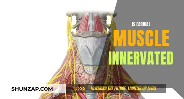 Cardiac Muscle Innervation: Understanding Neuro-Cardiac Connections