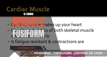 The Cardiac Muscle: Is It Fusiform-Shaped?