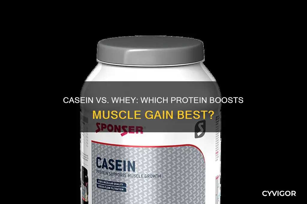 is casein better than whey protein for muscle gain