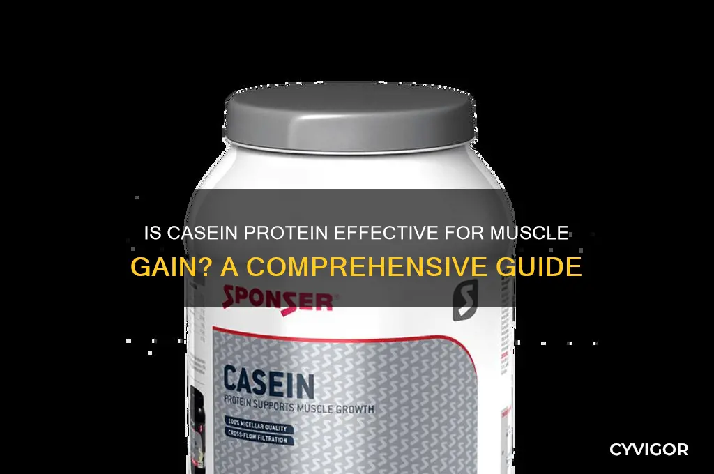 is casein protein good for gaining muscle