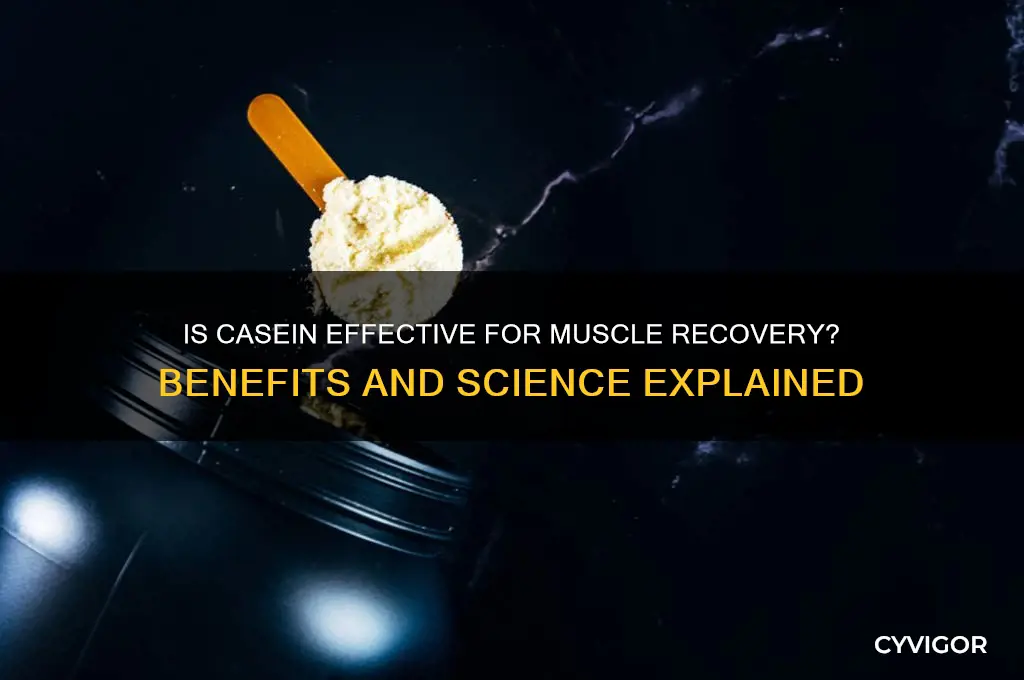 is casine good for muscle recovery