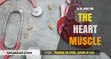 Is CB Heart-Healthy? Exploring Its Impact on Cardiac Muscle