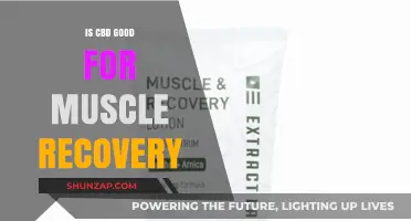 CBD for Muscle Recovery: Benefits, Science, and Effective Use