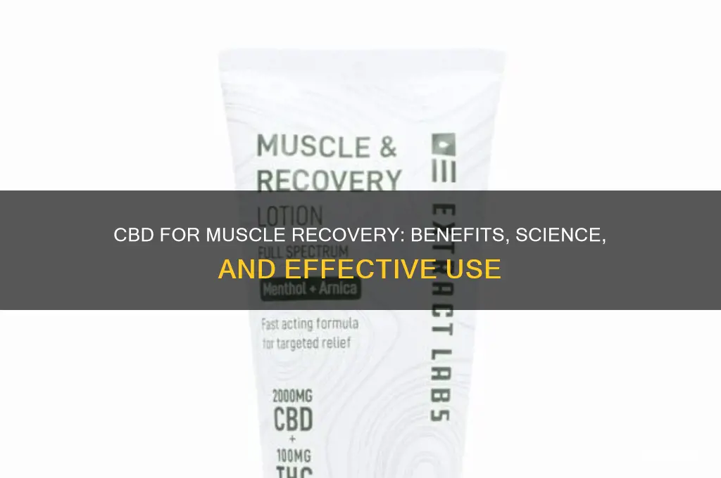 is cbd good for muscle recovery
