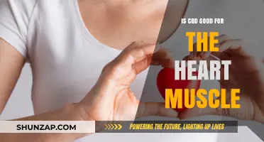 CBD and Heart Health: Benefits for Cardiac Muscle Explained