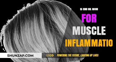 CBD Oil for Muscle Inflammation: Benefits and Effectiveness Explained