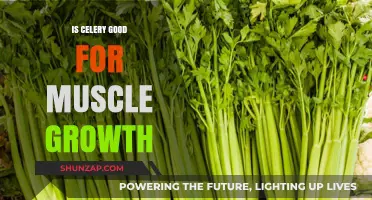 Celery and Muscle Growth: Unlocking the Green Superfood's Potential