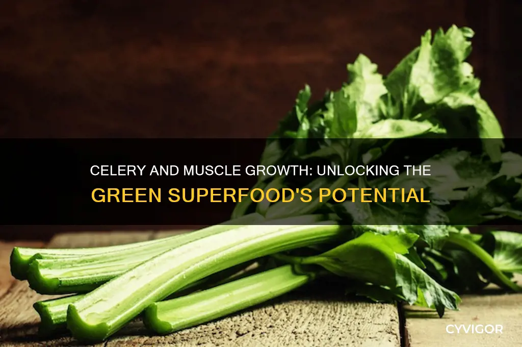 is celery good for muscle growth