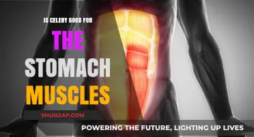 Celery and Stomach Muscles: Unveiling the Truth for a Stronger Core