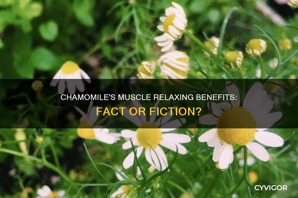 is chamomile a muscle relaxer