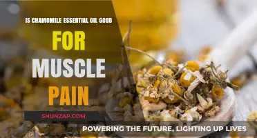 Chamomile Essential Oil: Natural Relief for Muscle Pain?