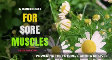 Chamomile's Soothing Power: Can It Relieve Sore Muscles Effectively?