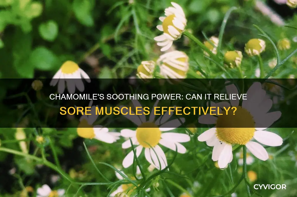 is chamomile good for sore muscles
