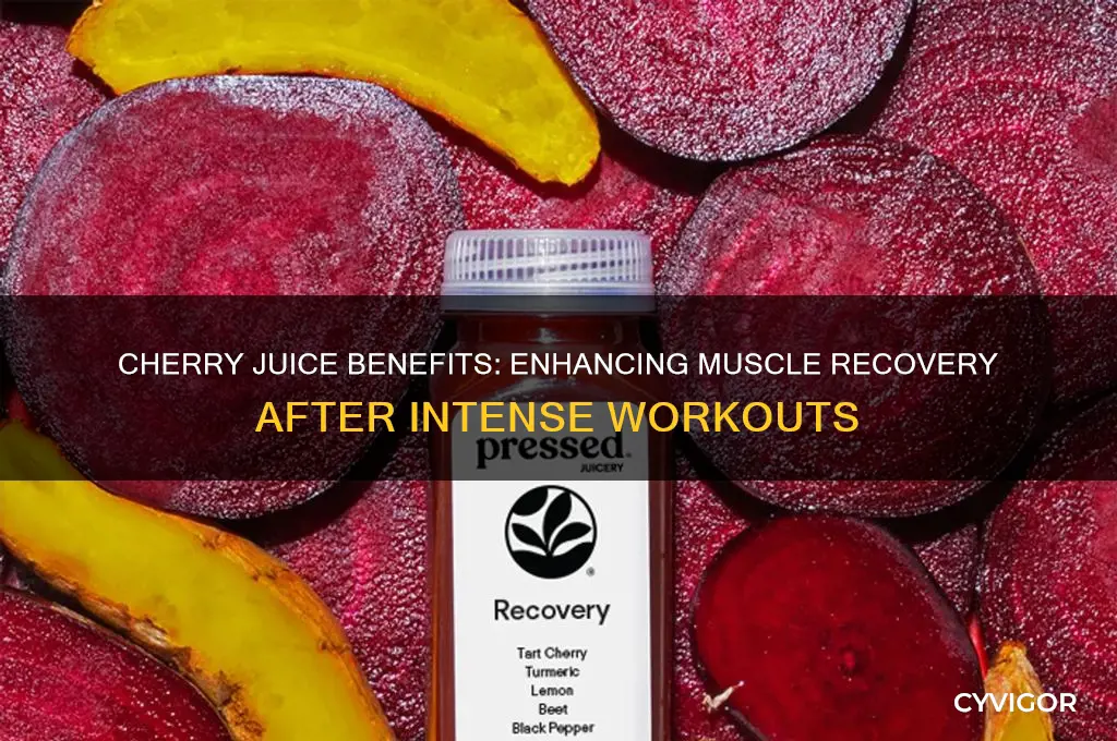 is cherry juice good for muscle recovery