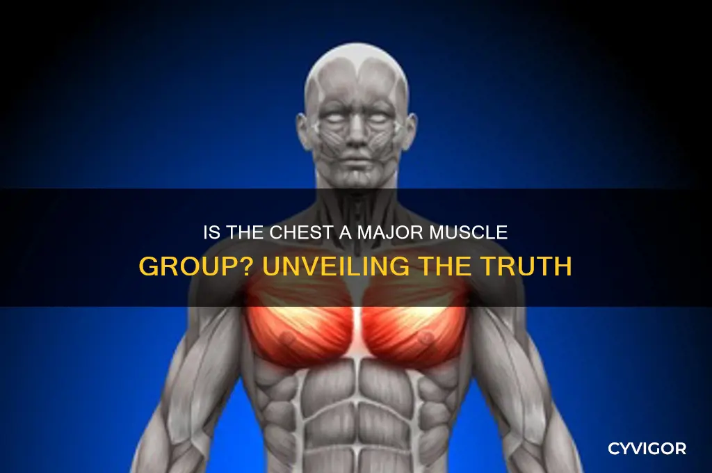 is chest a big muscle group