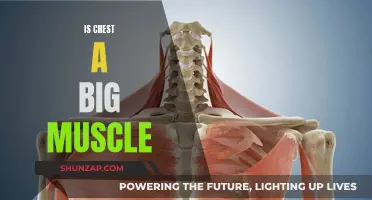 Chest Muscle: Is It Big or Small?