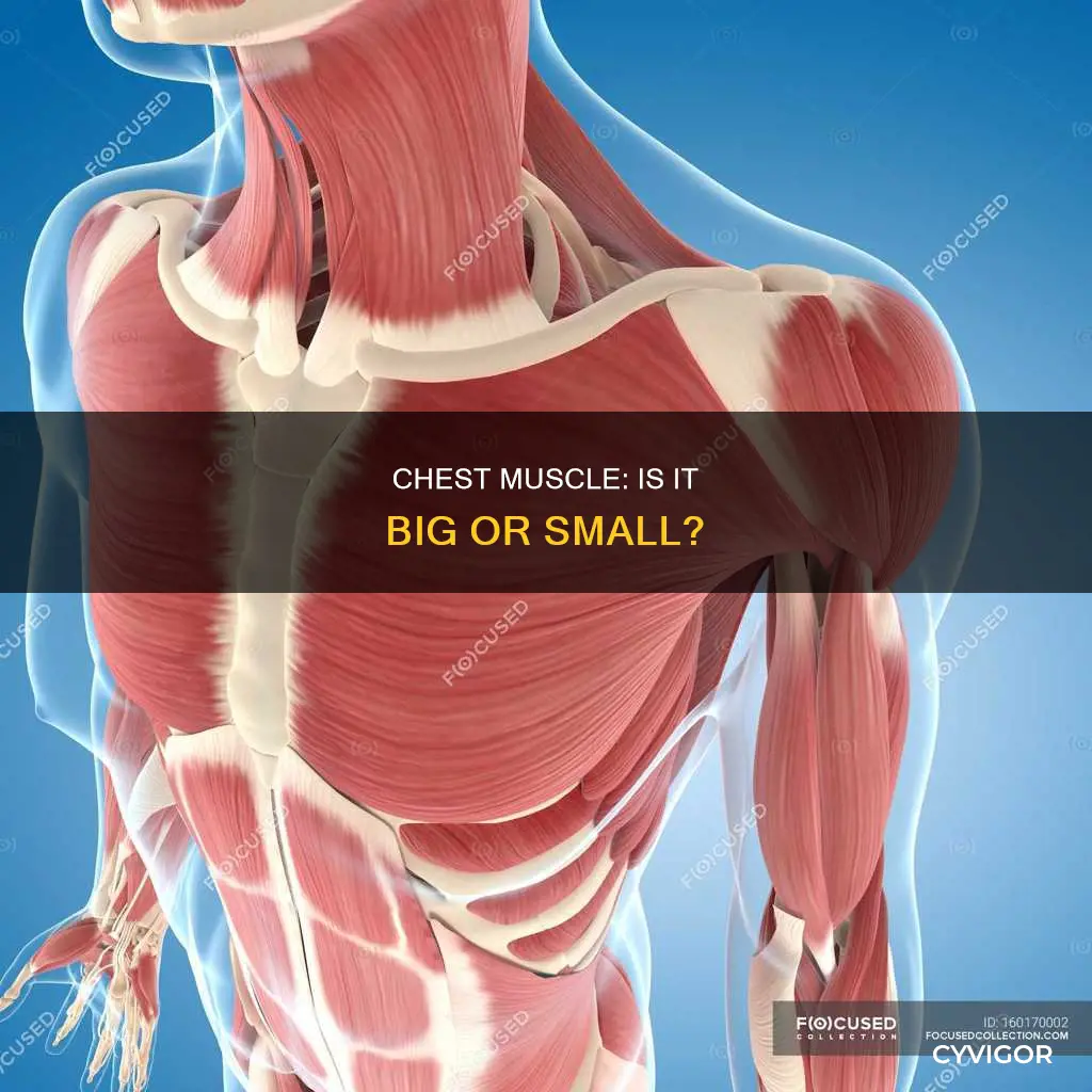 is chest a big muscle
