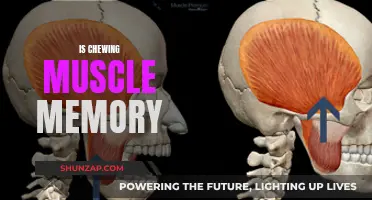 Chewing: Muscle Memory or Mindful Action?