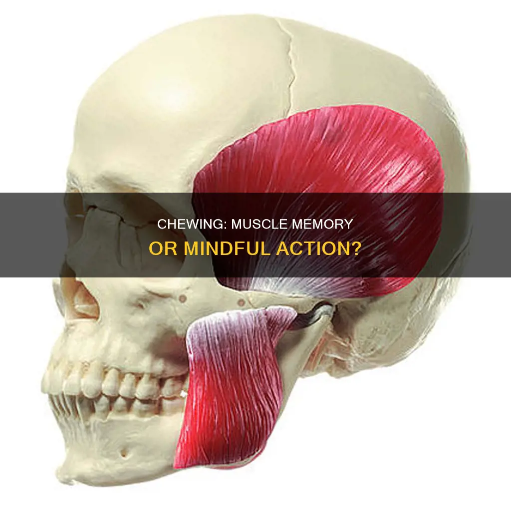 is chewing muscle memory