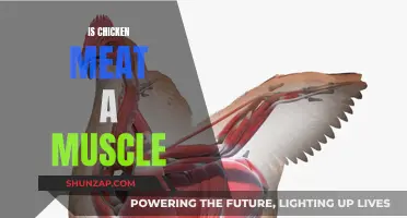 Chicken Meat: Is It All Muscle?