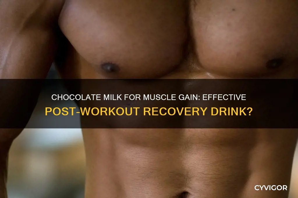 is chocolate milk good for gaining muscle