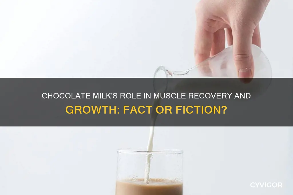 is chocolate milk good for muscle growth
