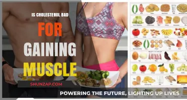 Cholesterol and Muscle Gain: Separating Myths from Fitness Facts