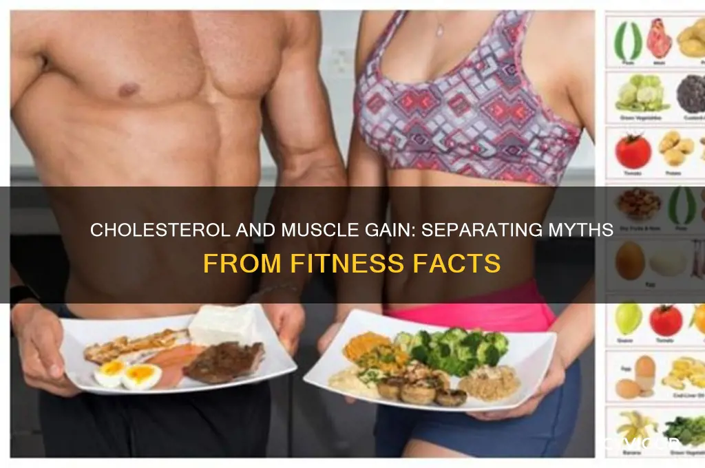 is cholesterol bad for gaining muscle