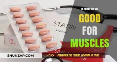 Cholesterol's Role in Muscle Health: Benefits and Myths Explained