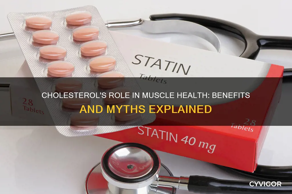 is cholesterol good for muscles