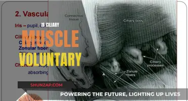 Understanding the Ciliary Muscle: Voluntary or Involuntary?
