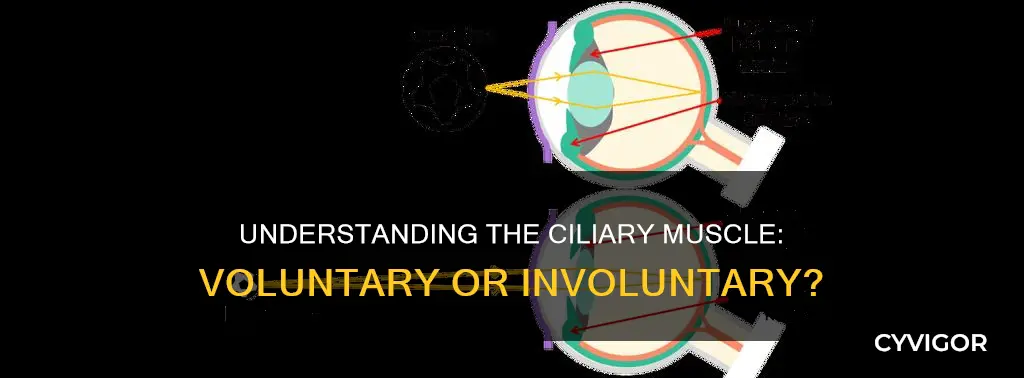 is ciliary muscle voluntary